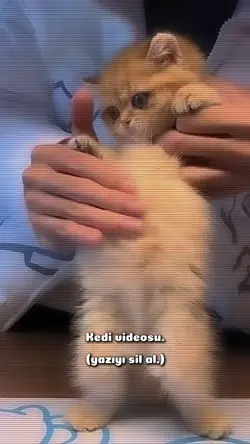 KEDİCİK