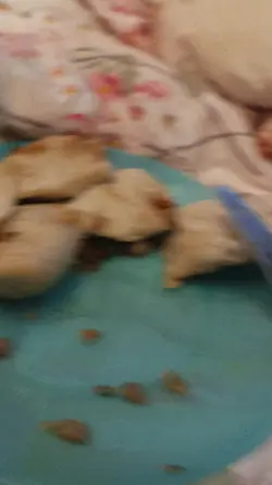 PIEROGI 