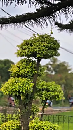 Cinematic hd jernih