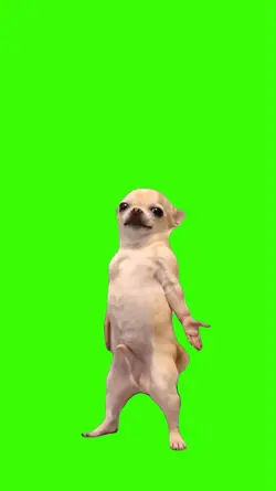 Dog/Cachorro