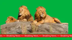Lions meme
