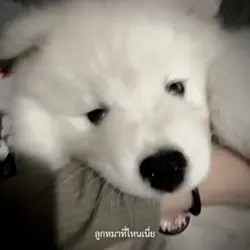 ไทป์ลูกหมาอันตราย