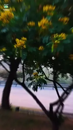 Paysaa