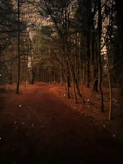 Woodland Walk 