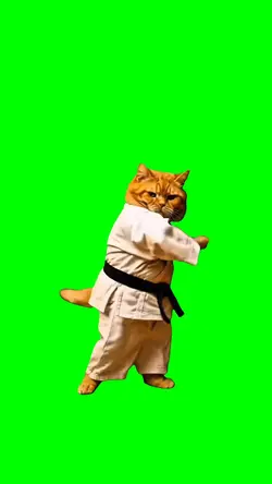 NINJA CAT