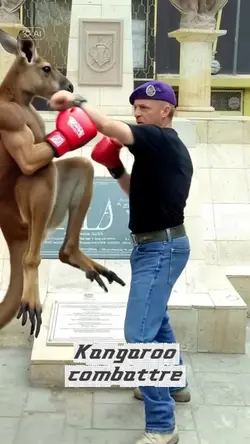 Kangaroo combattre