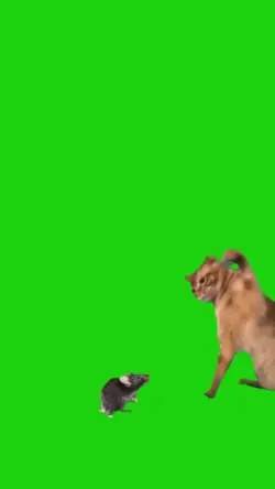 cat viral template