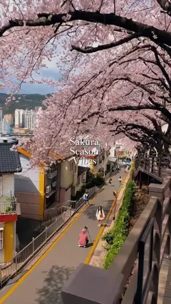 Mini vlog sakura
