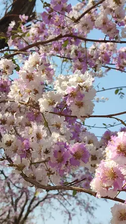 ดอกไม้ในเดือนมีนาคม