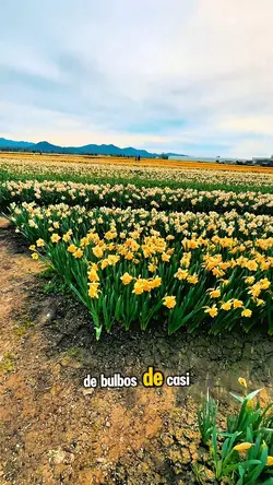 Spring Time 
