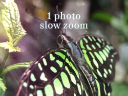 1 photo slow zoom