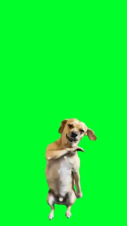 Dog dancing