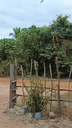 hi