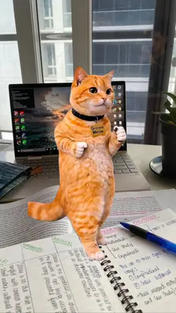 gato bailando