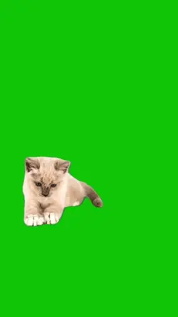 My cat
