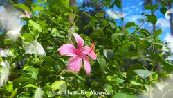 Flower 🌸