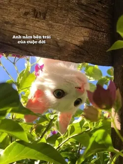 anh nằm bên trái 