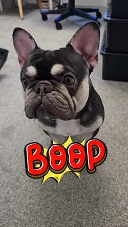 Boop zone - Dog