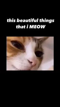 Collab with Cat