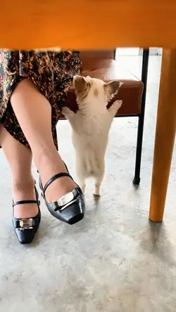 Cute puppy