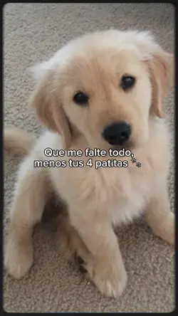 Tus 4 patitas