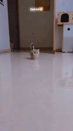 Cat slowmotion 