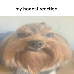 my honest reaction 