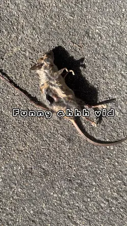 Sexy rat