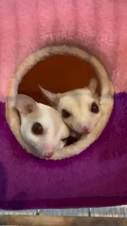 Squick n Melody
