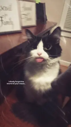 forgot ur meow.. 