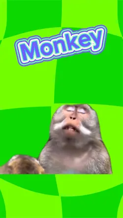 Monkey 
