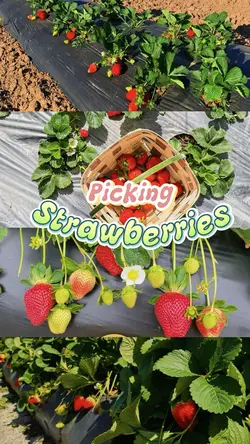Picking time