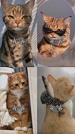 ผ่อนเมีย 4ช่อง
