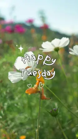Happy Tuesday