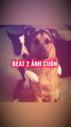 BEAT  2 ảnh cuốn 