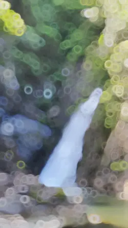 Slowmo mร u