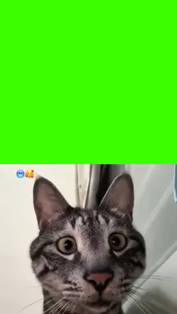 cat funny face
