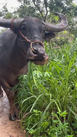 kerbau aja kaget