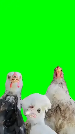 Daddy Yankee Chicken