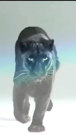 Black panthe