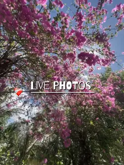 LIVE PHOTOS 