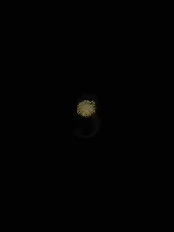 New Year