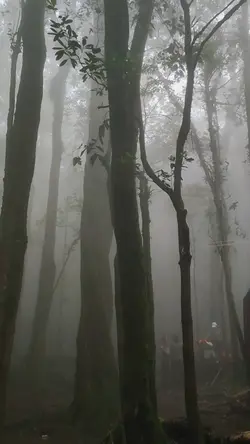 SUARA ALAM DI HUTAN
