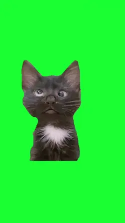 funny black cat