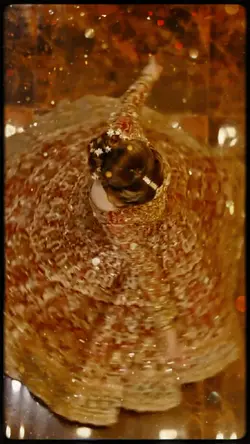 slowmo & viral