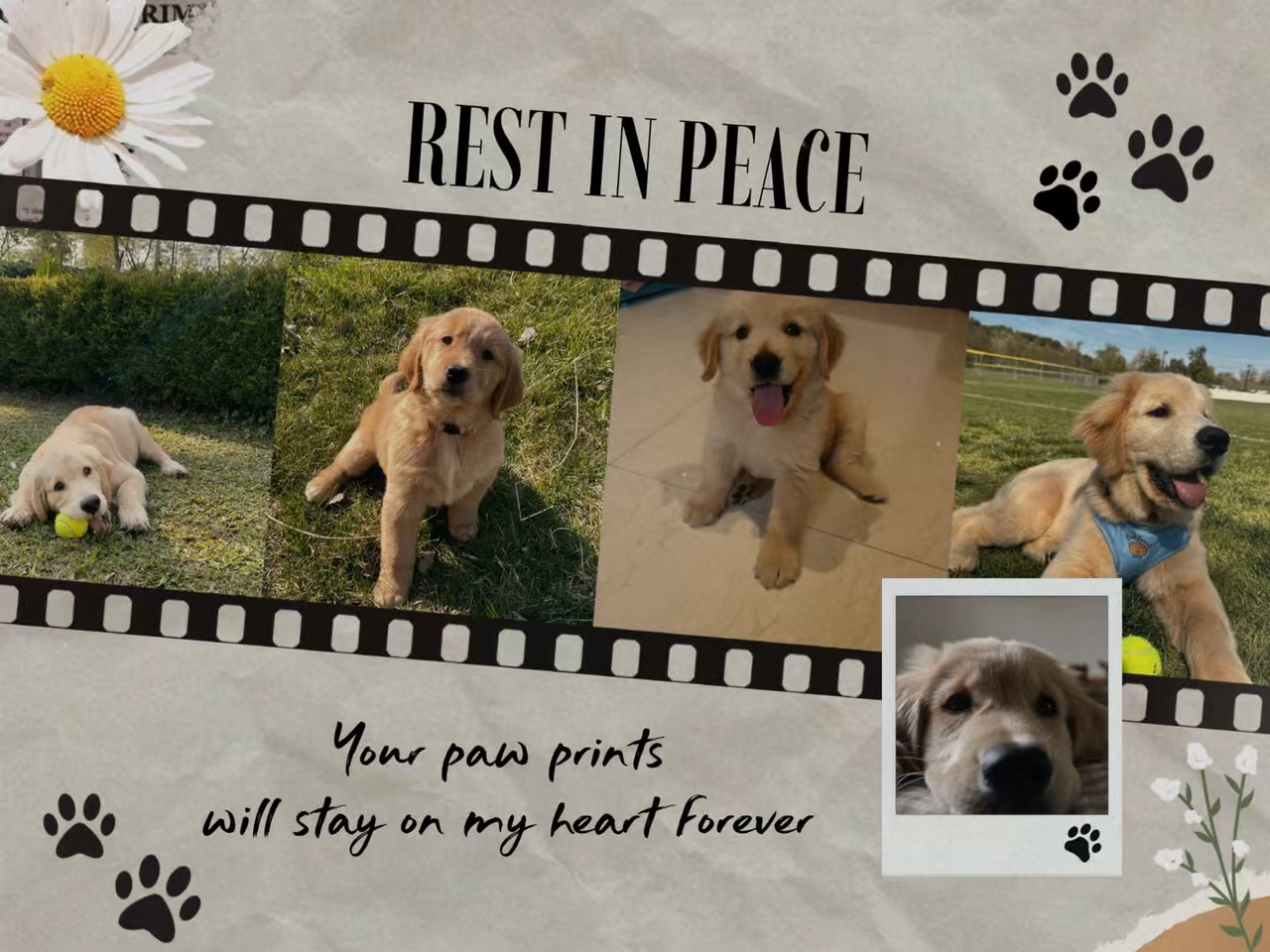 Dog Goodbye Templates - Pippit