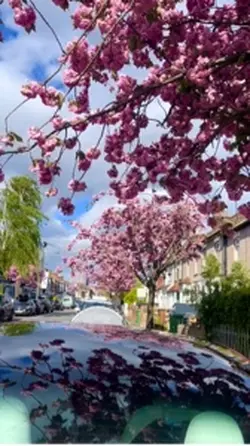 Cheery blossom 🌸