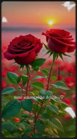 love tamplet 