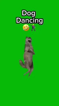Dog Dancing 