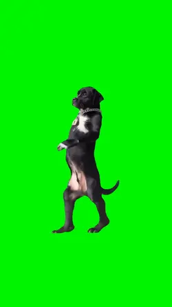 the walking dog